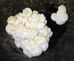 Hericium americanum .